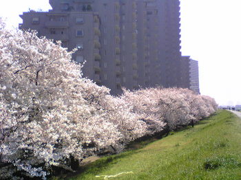 多摩川沿いの桜.jpg